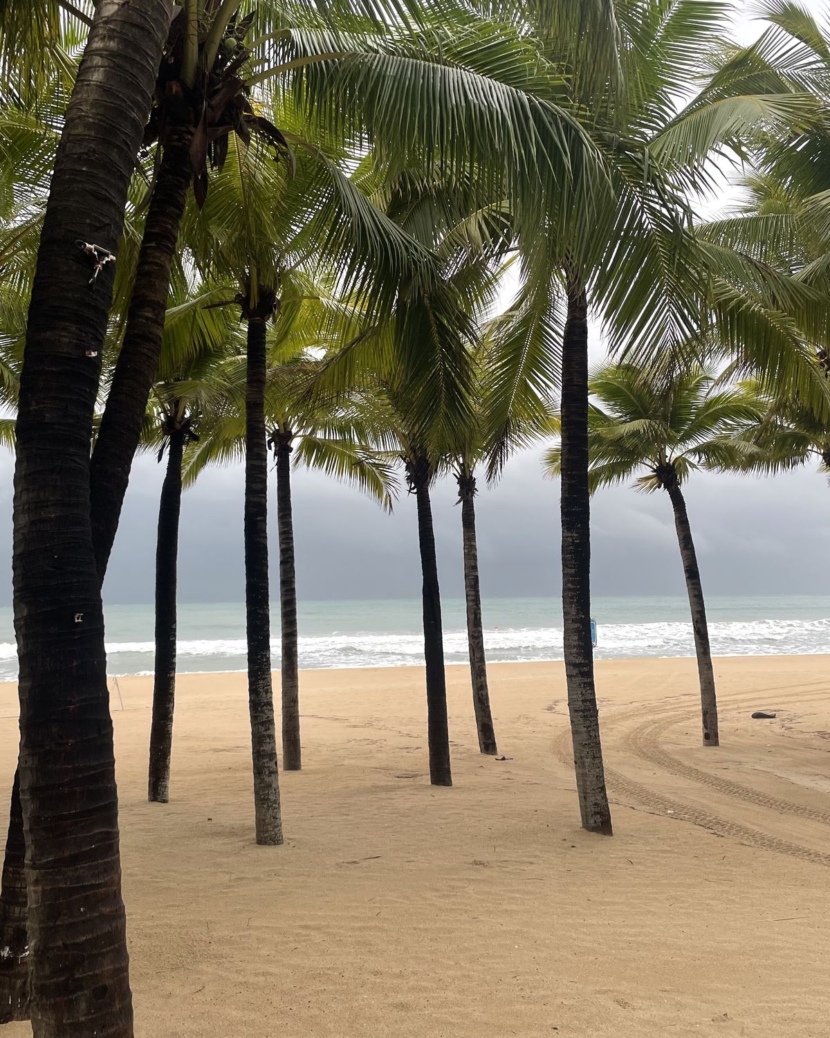 Palm trees on a white sand beach by the sea